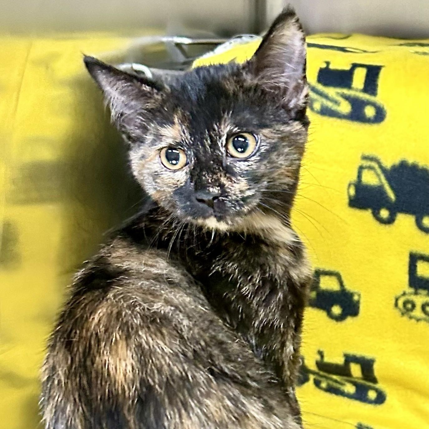 Daisy, an adopted Tortoiseshell in Crestwood, MO image 2/3