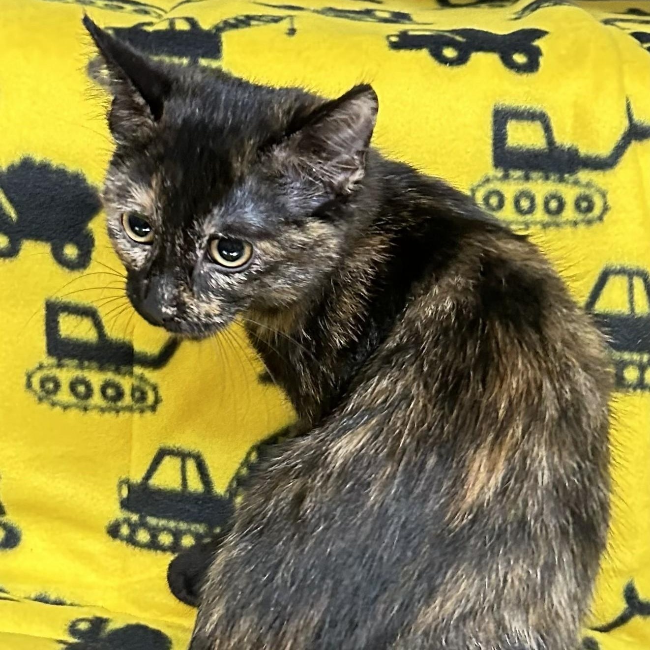 Daisy, an adopted Tortoiseshell in Crestwood, MO image 1/3