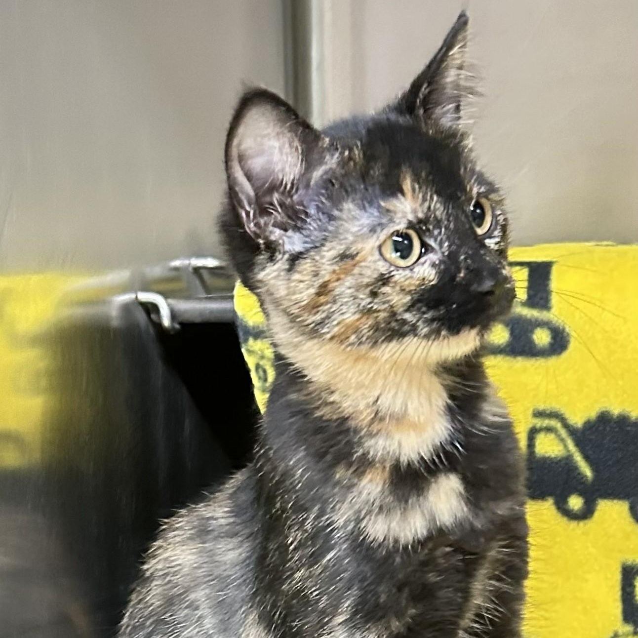 Daisy, an adopted Tortoiseshell in Crestwood, MO image 3/3