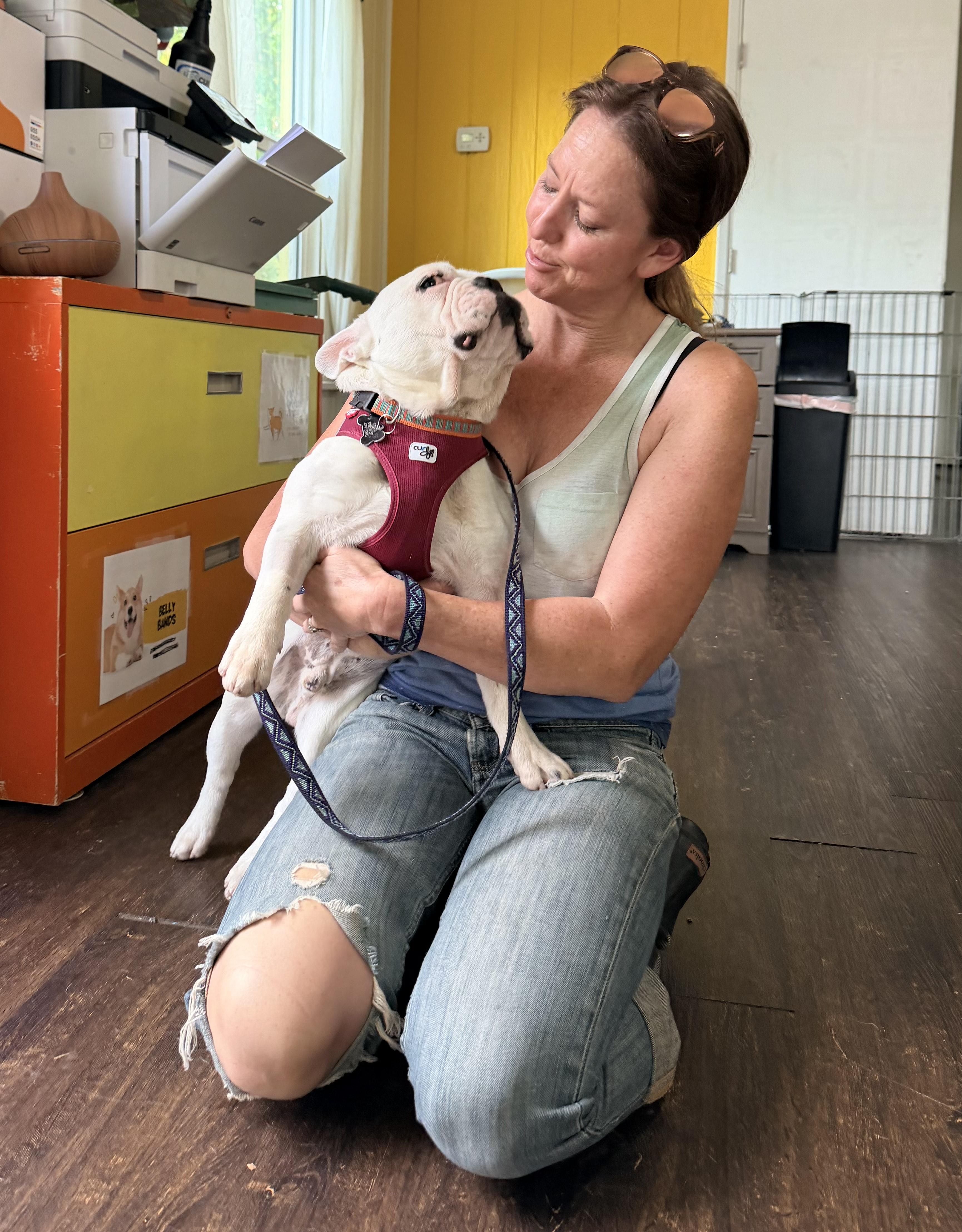 Tiki, Adoptable, Adult Male French Bulldog.