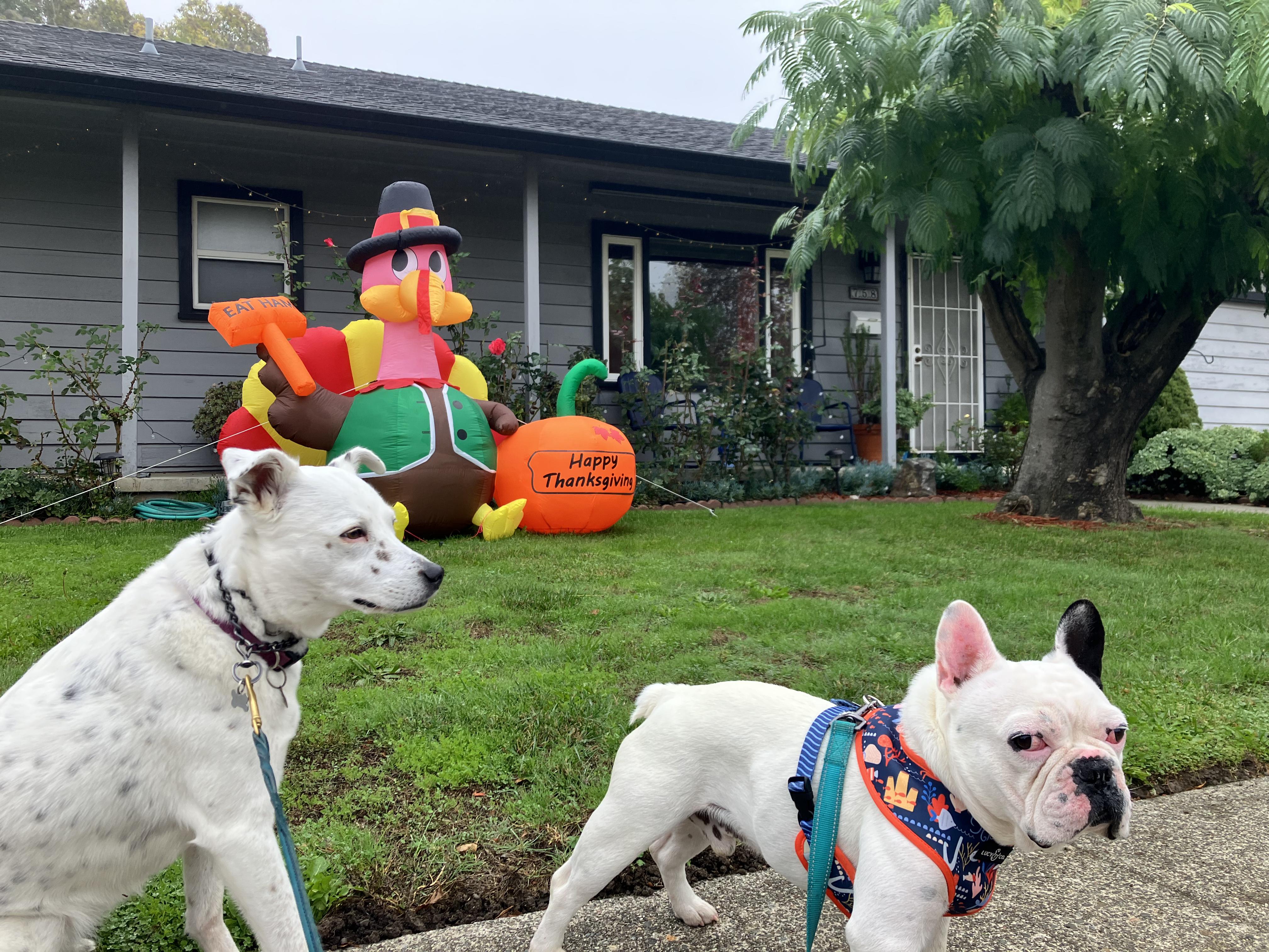 Tiki, a Adoptable mixed breed in Santa Rosa, CA image 2/5