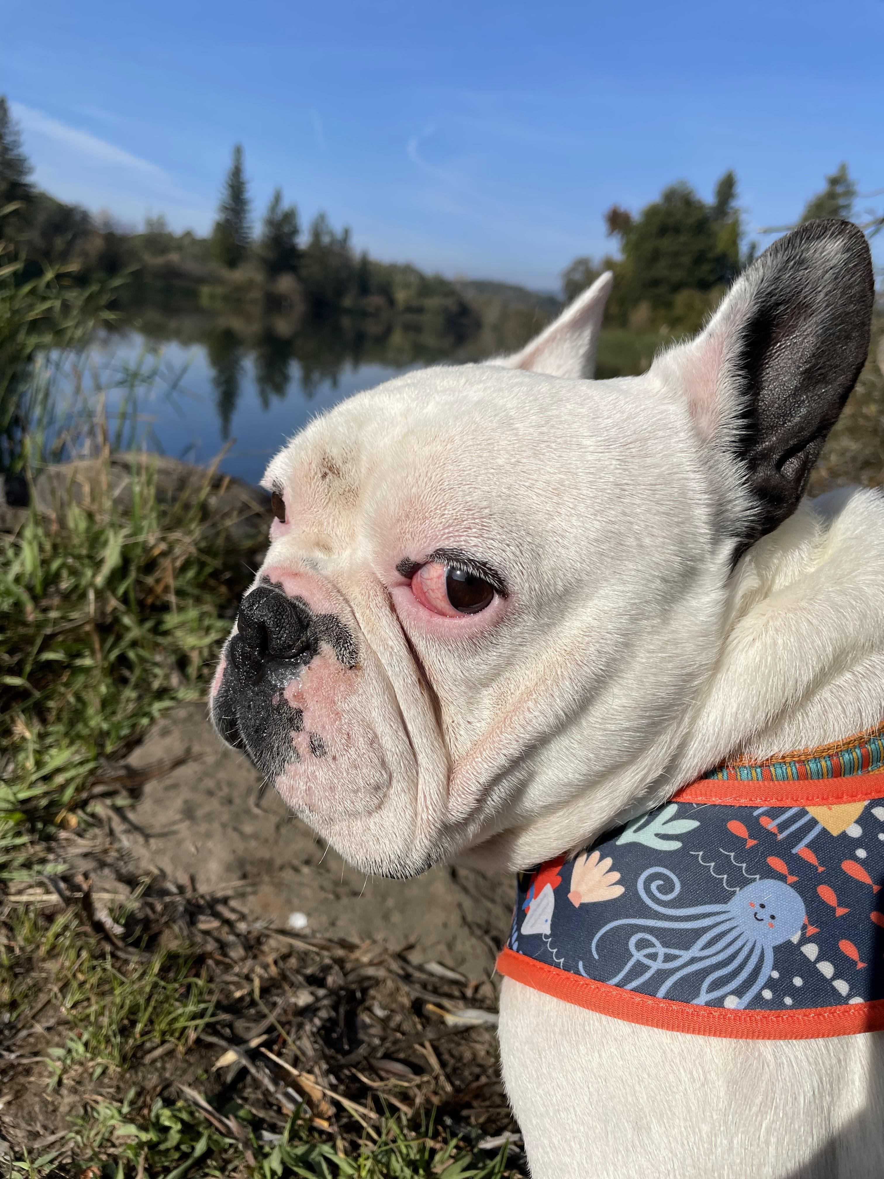 Tiki, Adoptable, Adult Male French Bulldog.