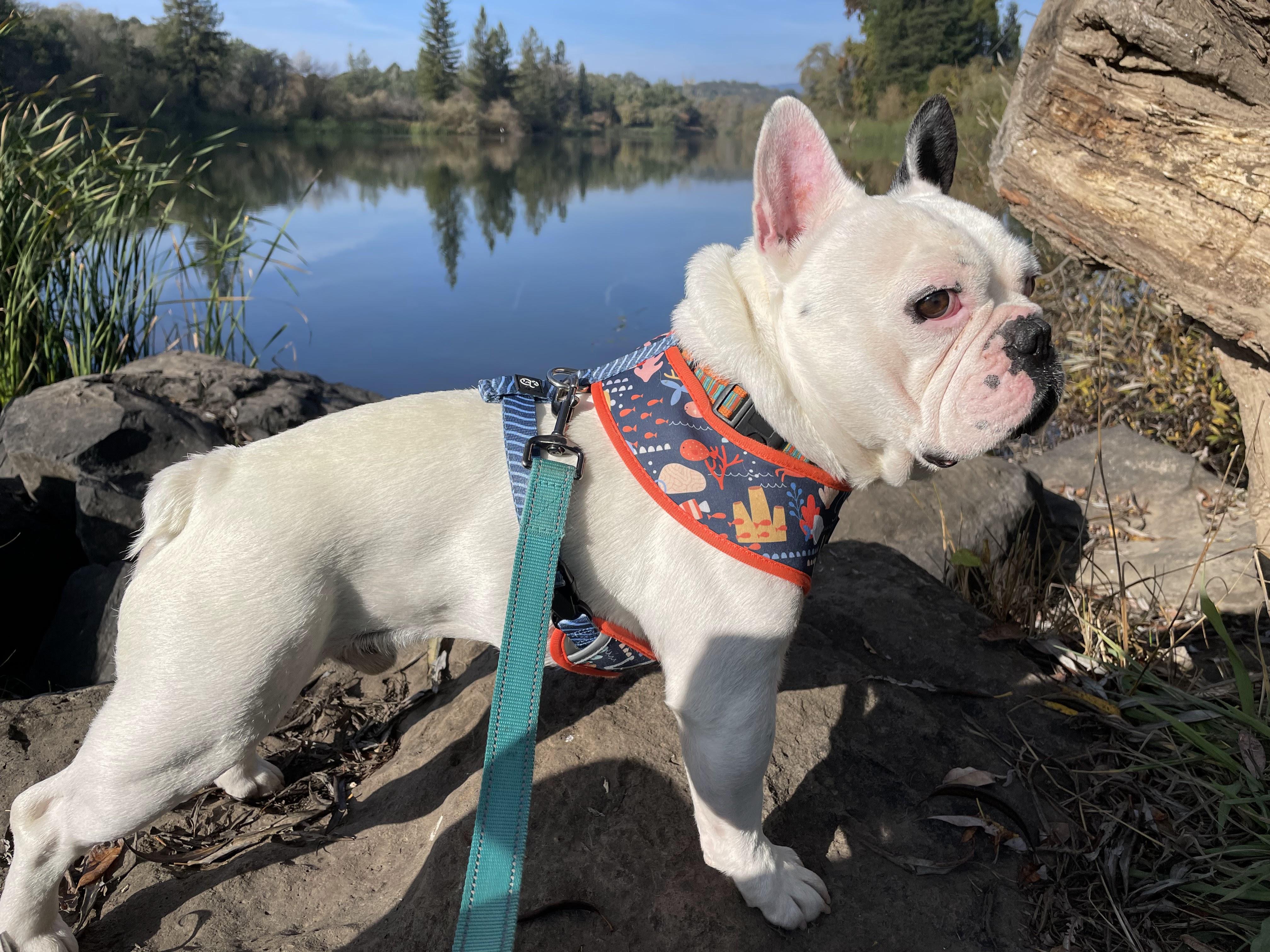 Tiki, a Adoptable mixed breed in Santa Rosa, CA image 4/5