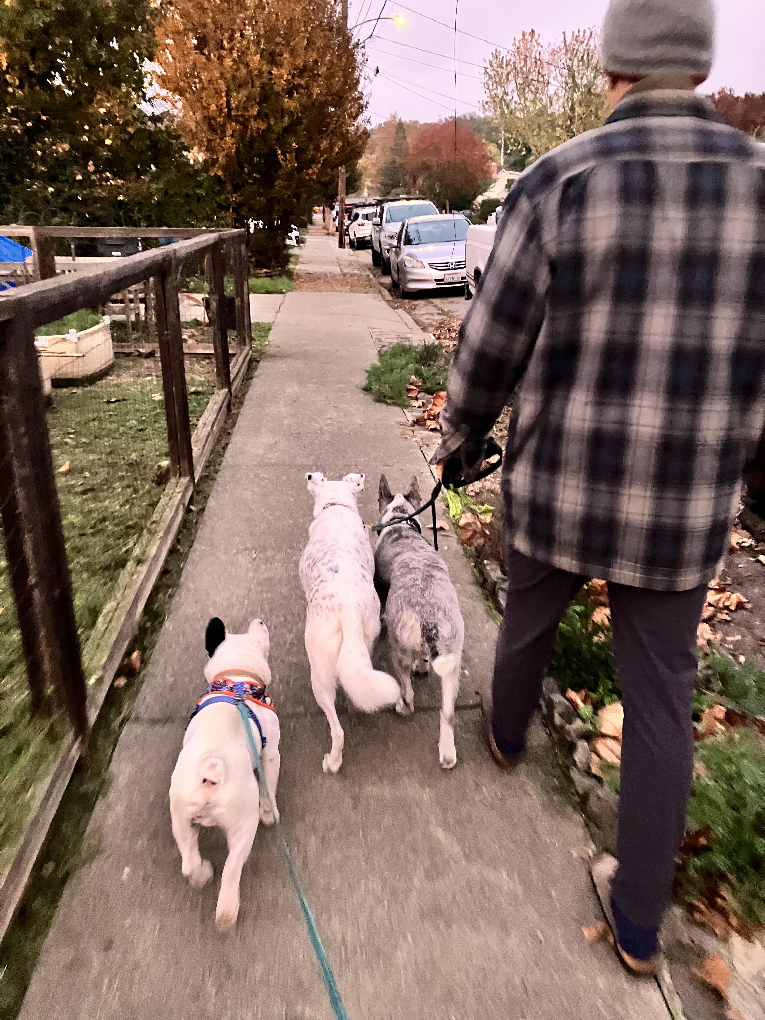 Tiki, a Adoptable mixed breed in Santa Rosa, CA image 5/5