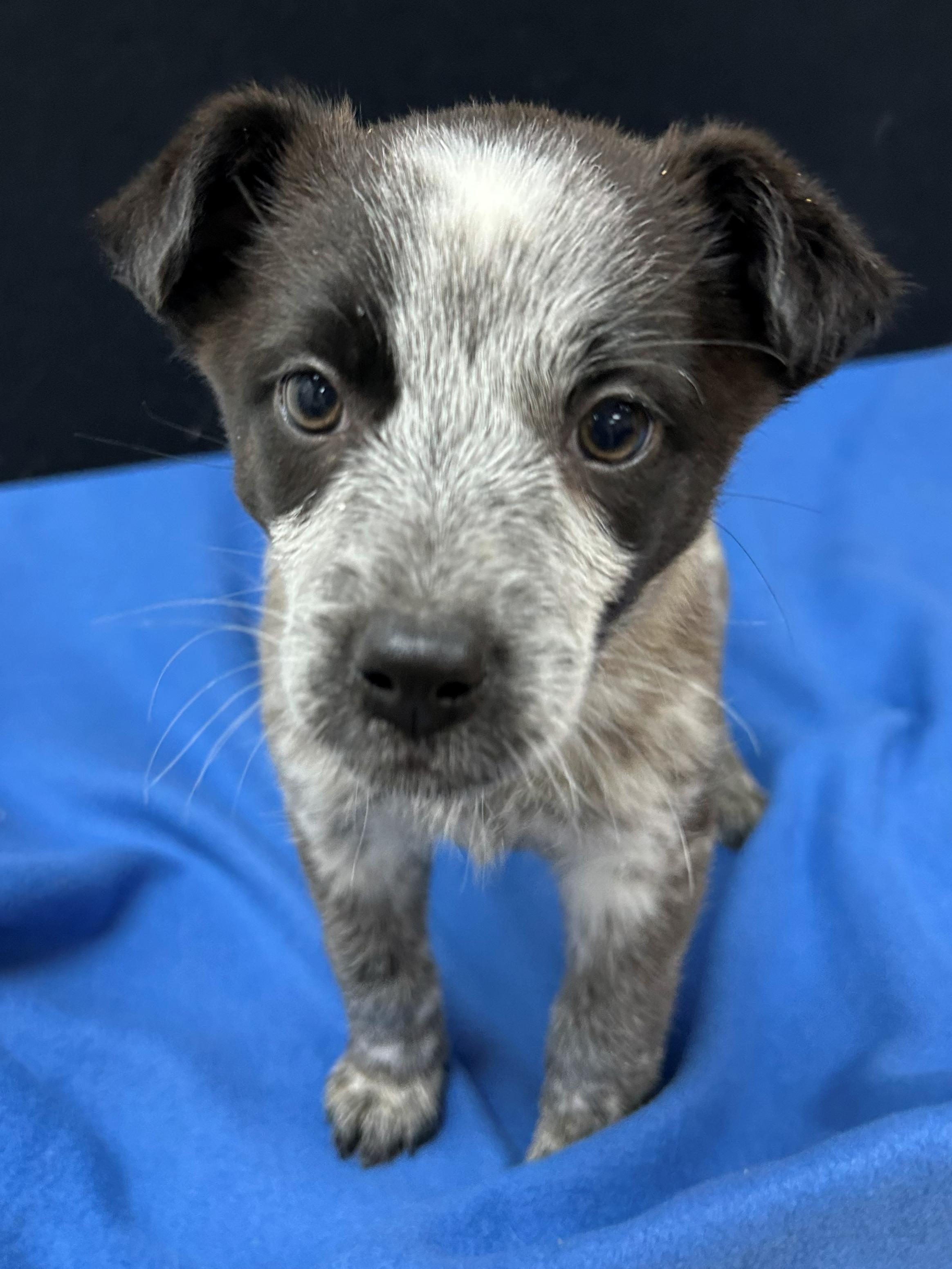 Rosalia, adopted, Puppy Female Australian Cattle Dog / Blue Heeler.