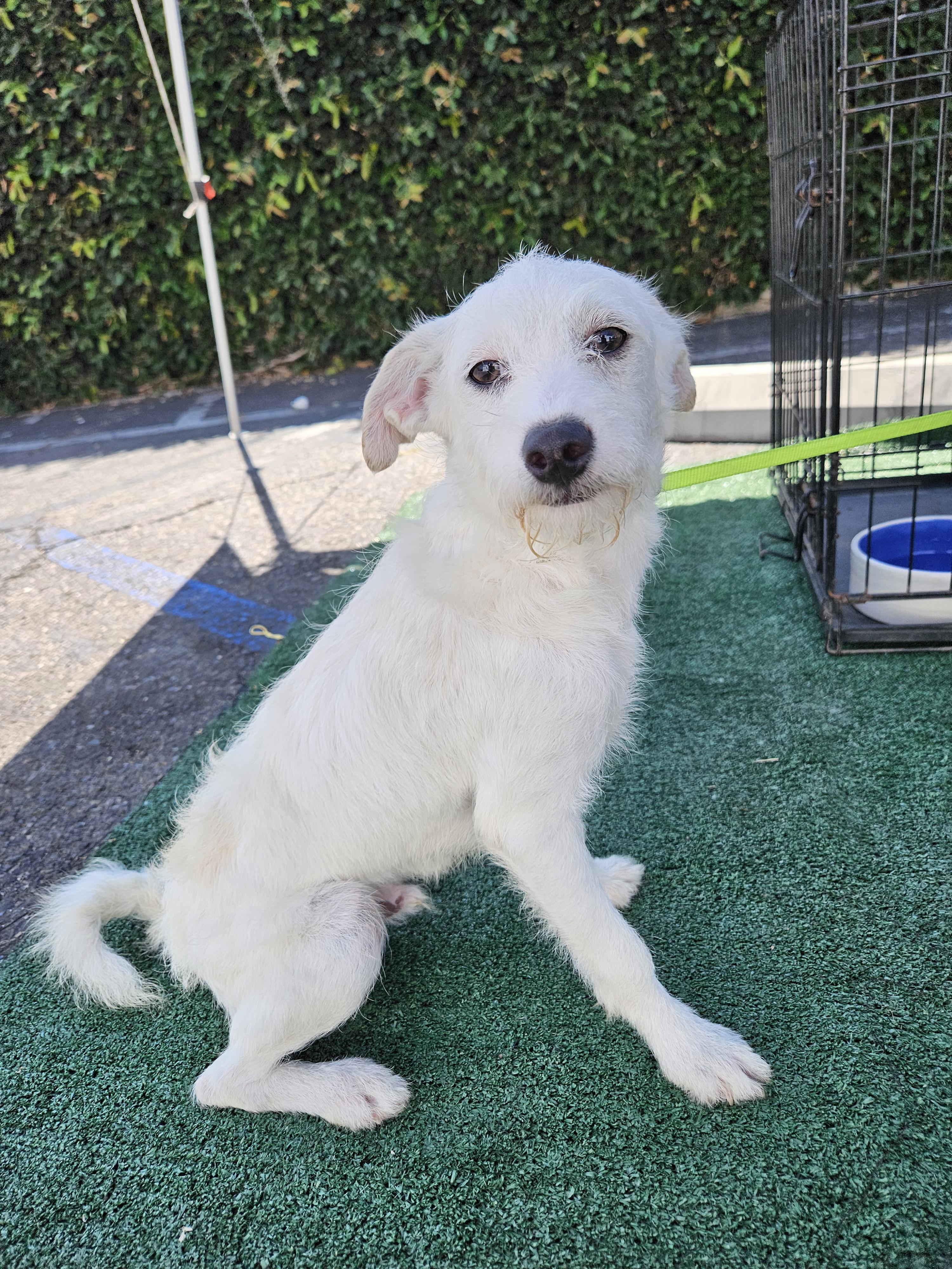 Coco, Adoptable, Young Male Terrier.