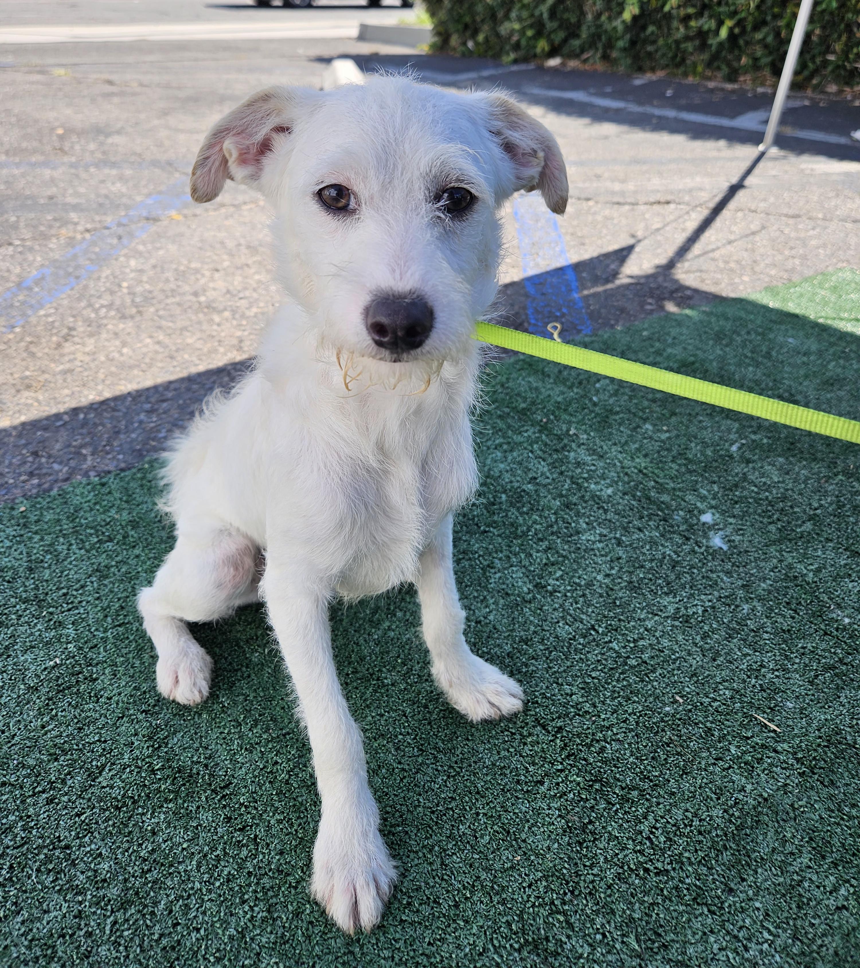 Enlarge Coco, a Adoptable mixed breed in Los Angeles, CA image 2/6