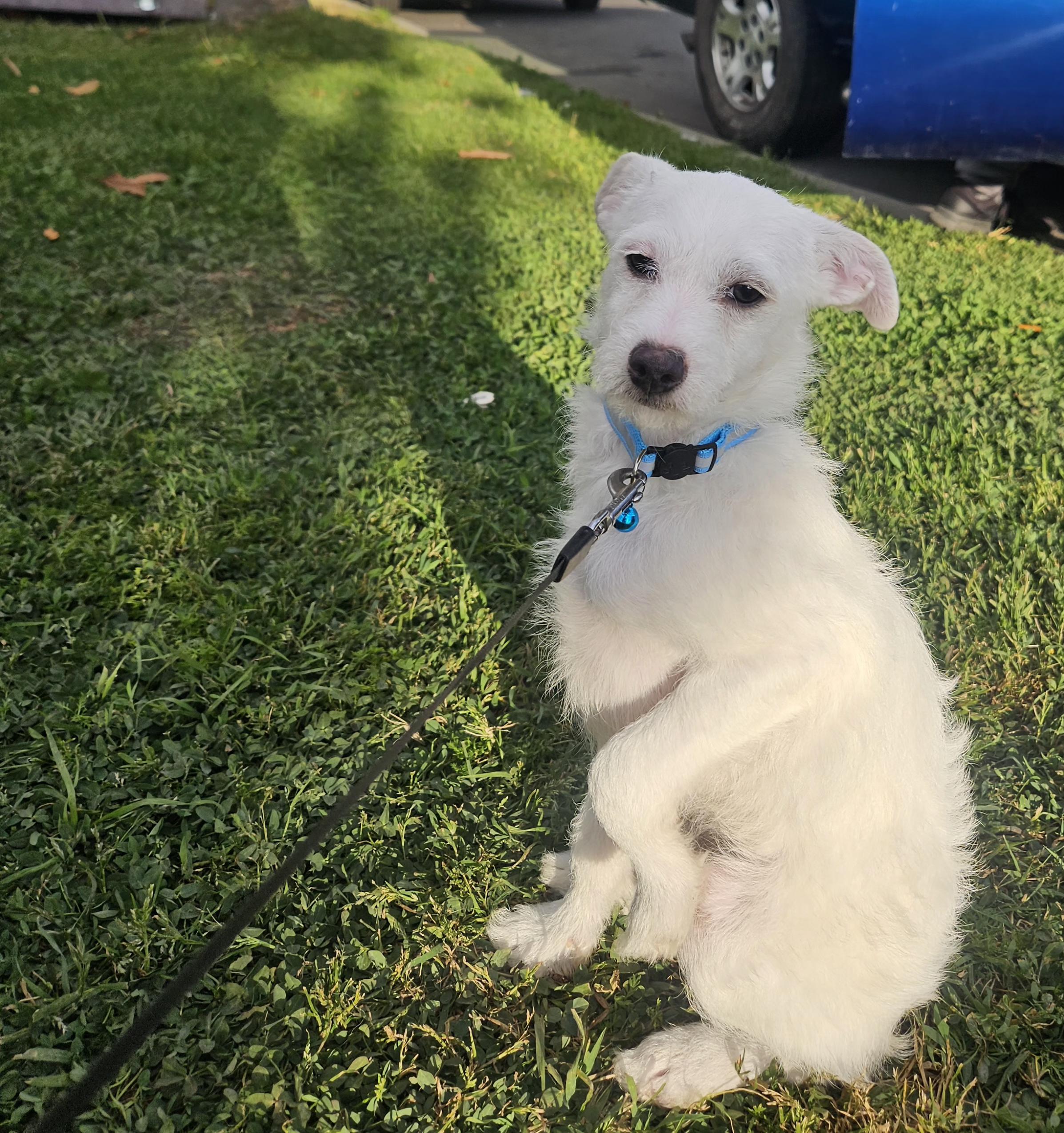 Coco