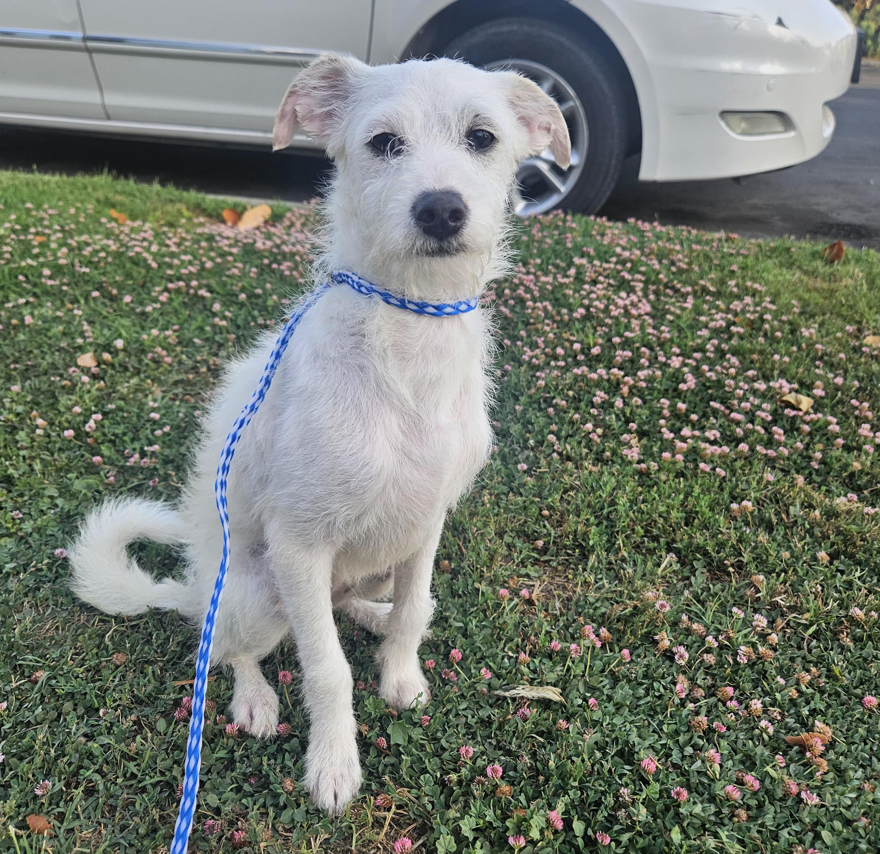 Enlarge Coco, a Adoptable mixed breed in Los Angeles, CA image 6/6