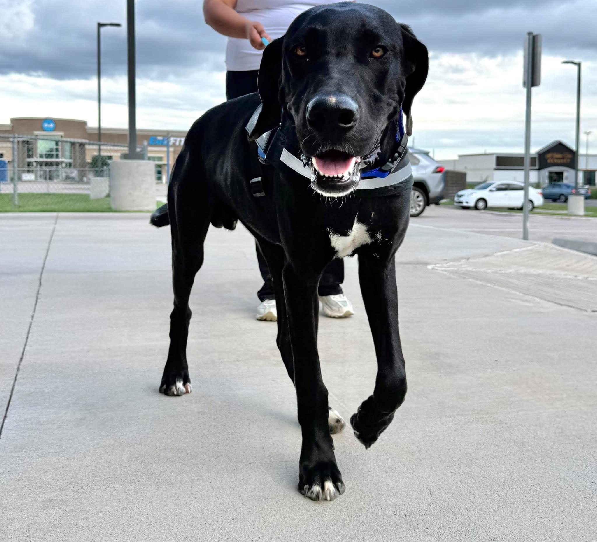 Enlarge Boone - A Handsome Southern Gentleman, a Adopted mixed breed in Carlisle, MA image 6/6