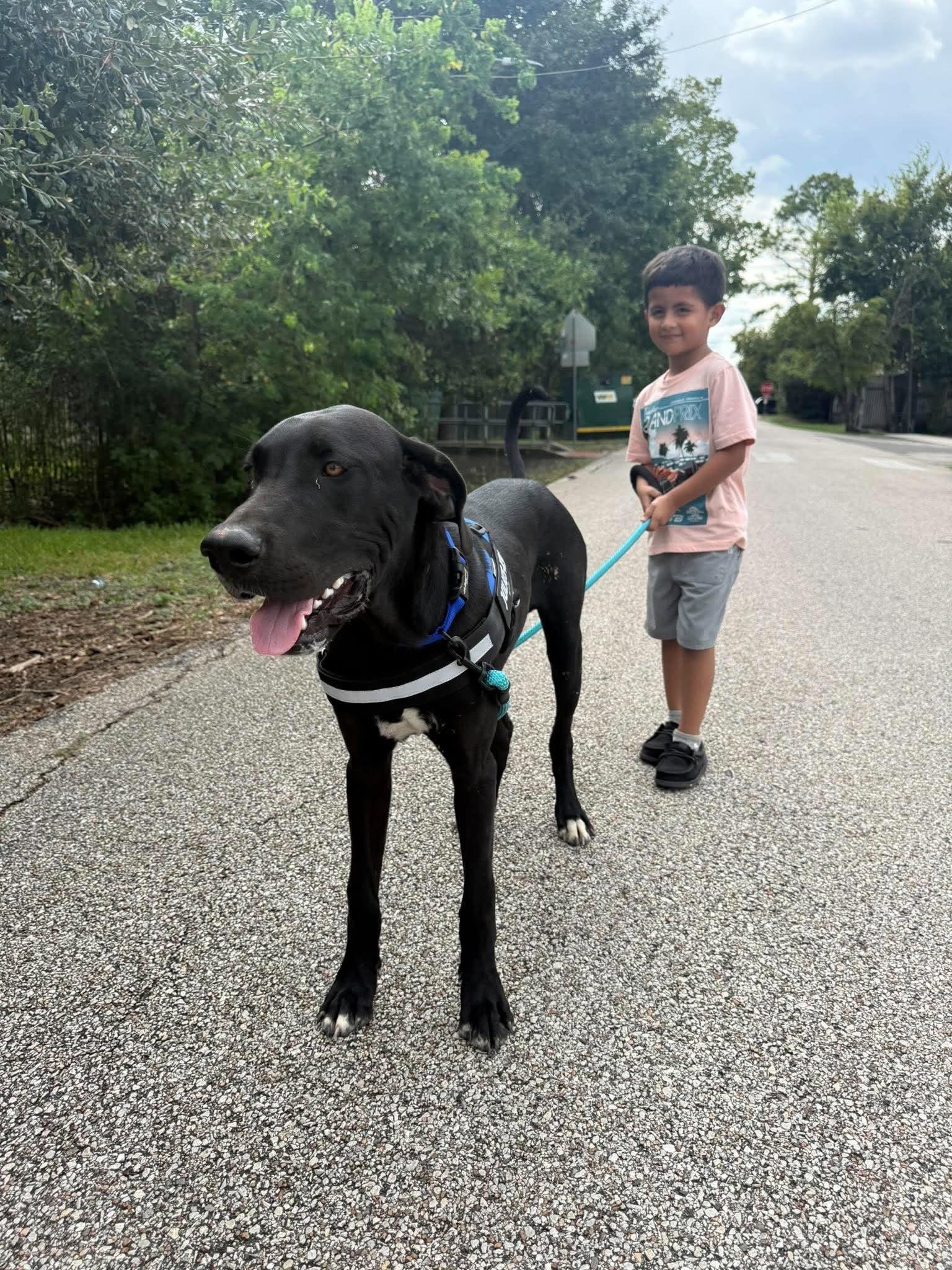 Enlarge Boone - A Handsome Southern Gentleman, a Adopted mixed breed in Carlisle, MA image 5/6