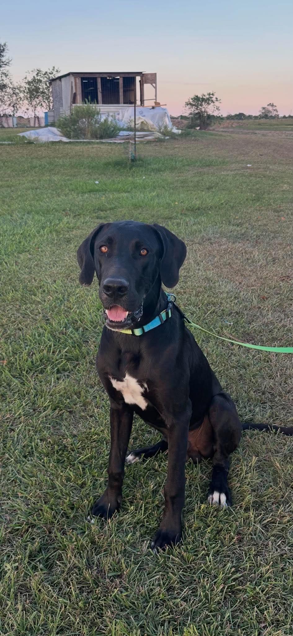 Enlarge Boone - A Handsome Southern Gentleman, a Adopted mixed breed in Carlisle, MA image 2/6