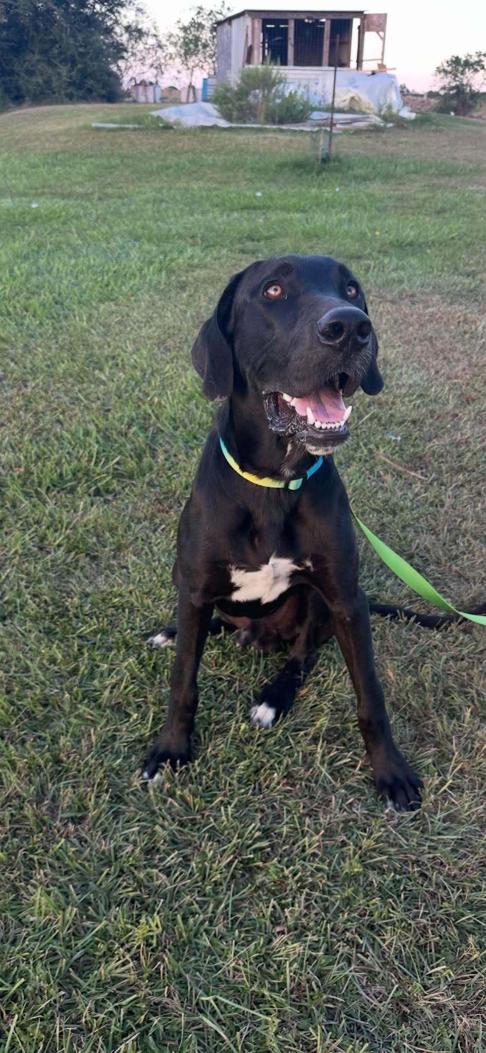 Enlarge Boone - A Handsome Southern Gentleman, a Adopted mixed breed in Carlisle, MA image 3/6