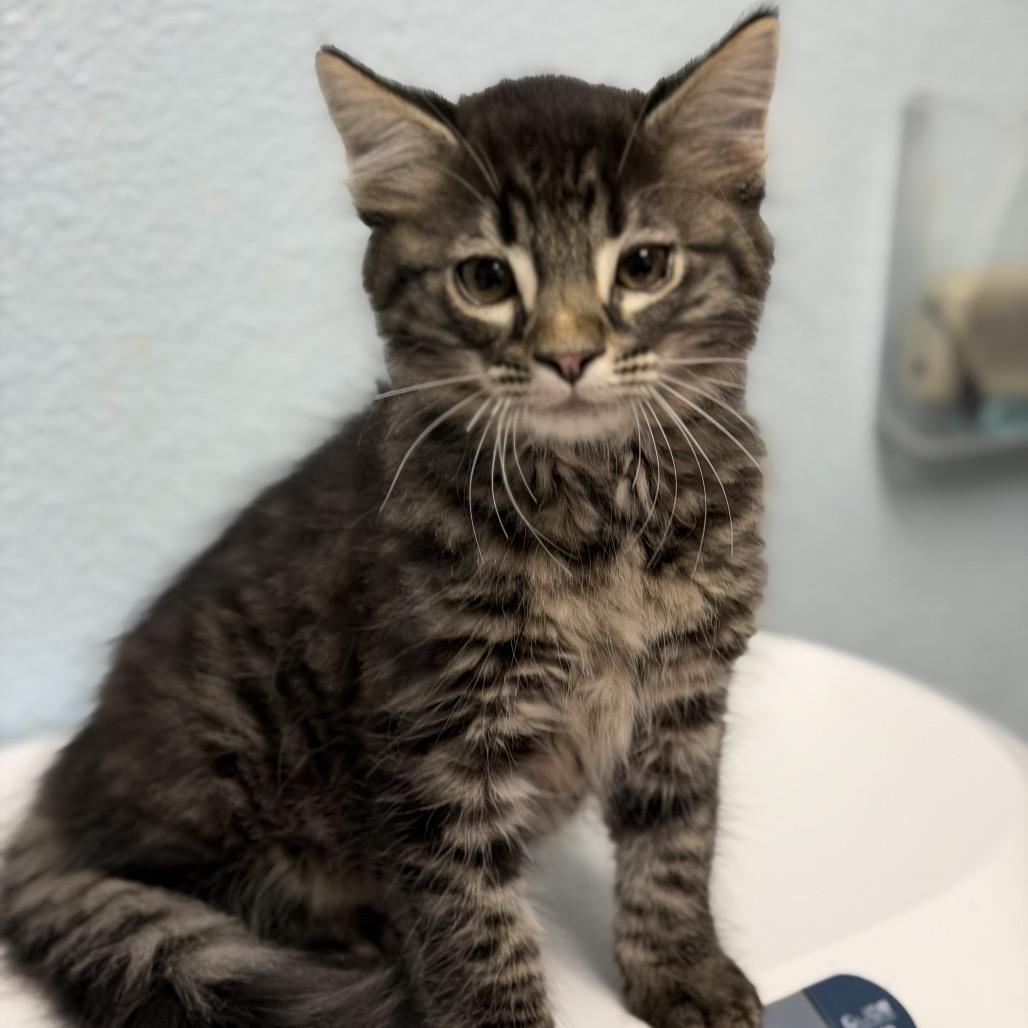 Haha, Adoptable, Kitten Female Domestic Medium Hair.