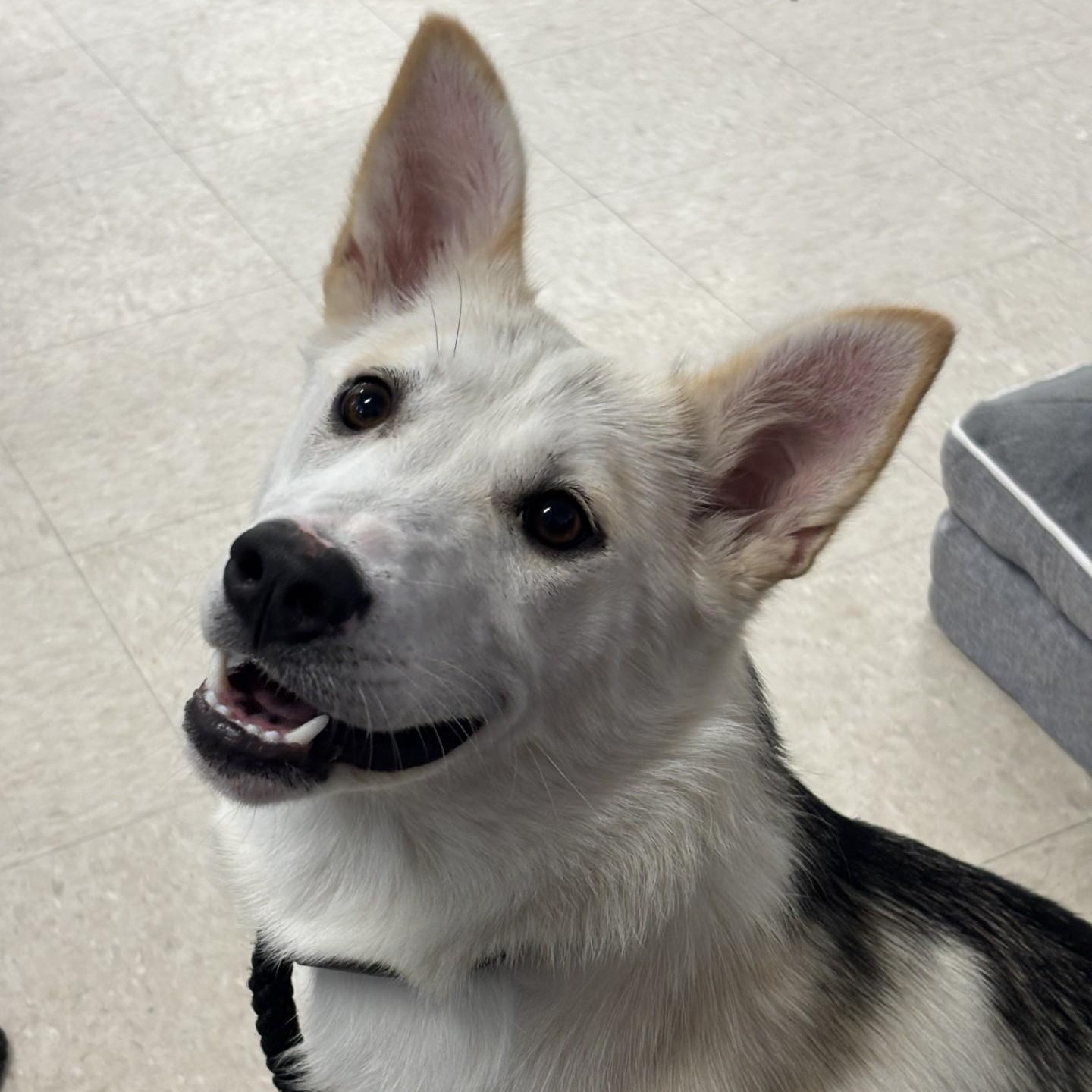 Sienna, an adoptable mixed breed in Winnipeg, MB image 2/4
