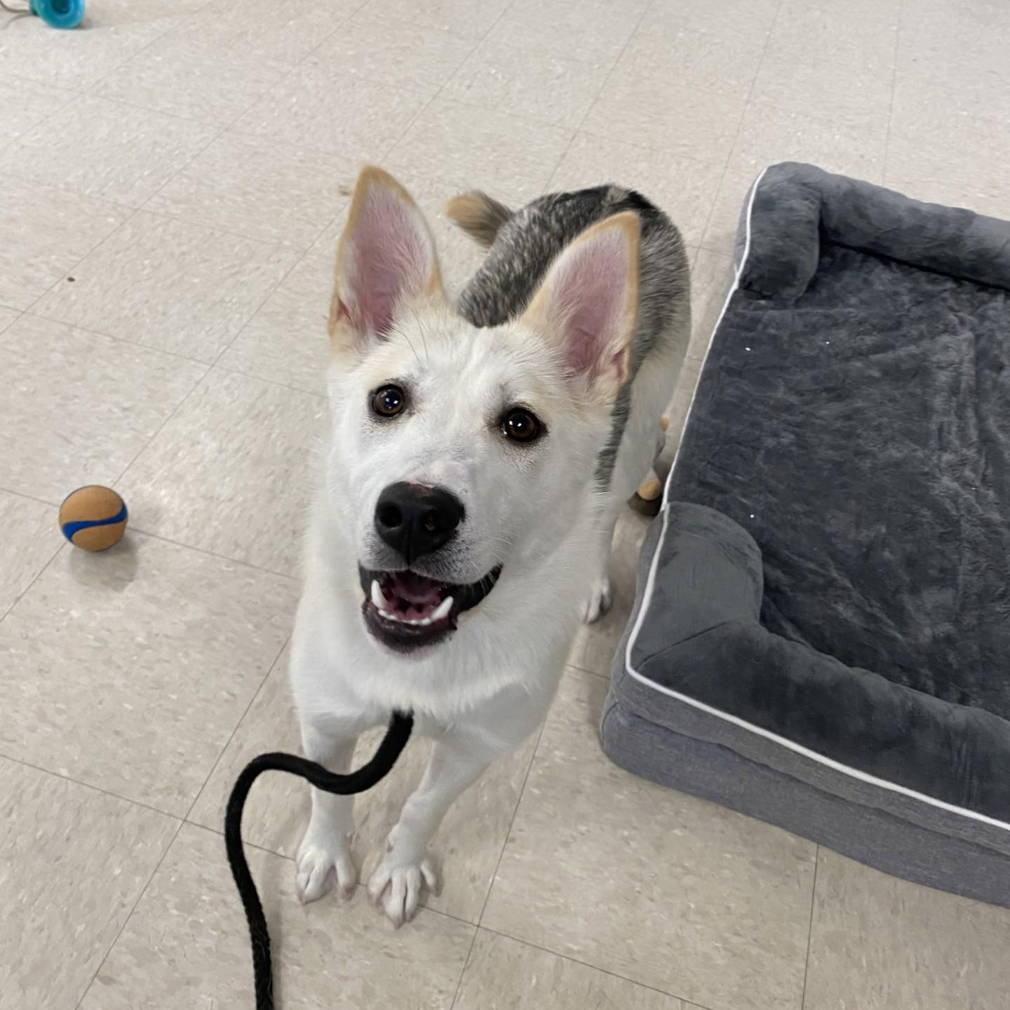 Sienna, an adoptable mixed breed in Winnipeg, MB image 3/4