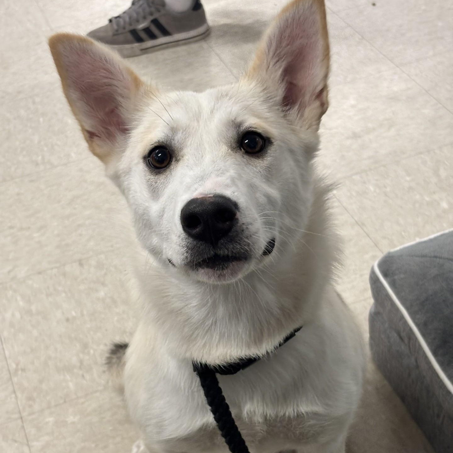 Sienna, adoptable, Young Female Husky.