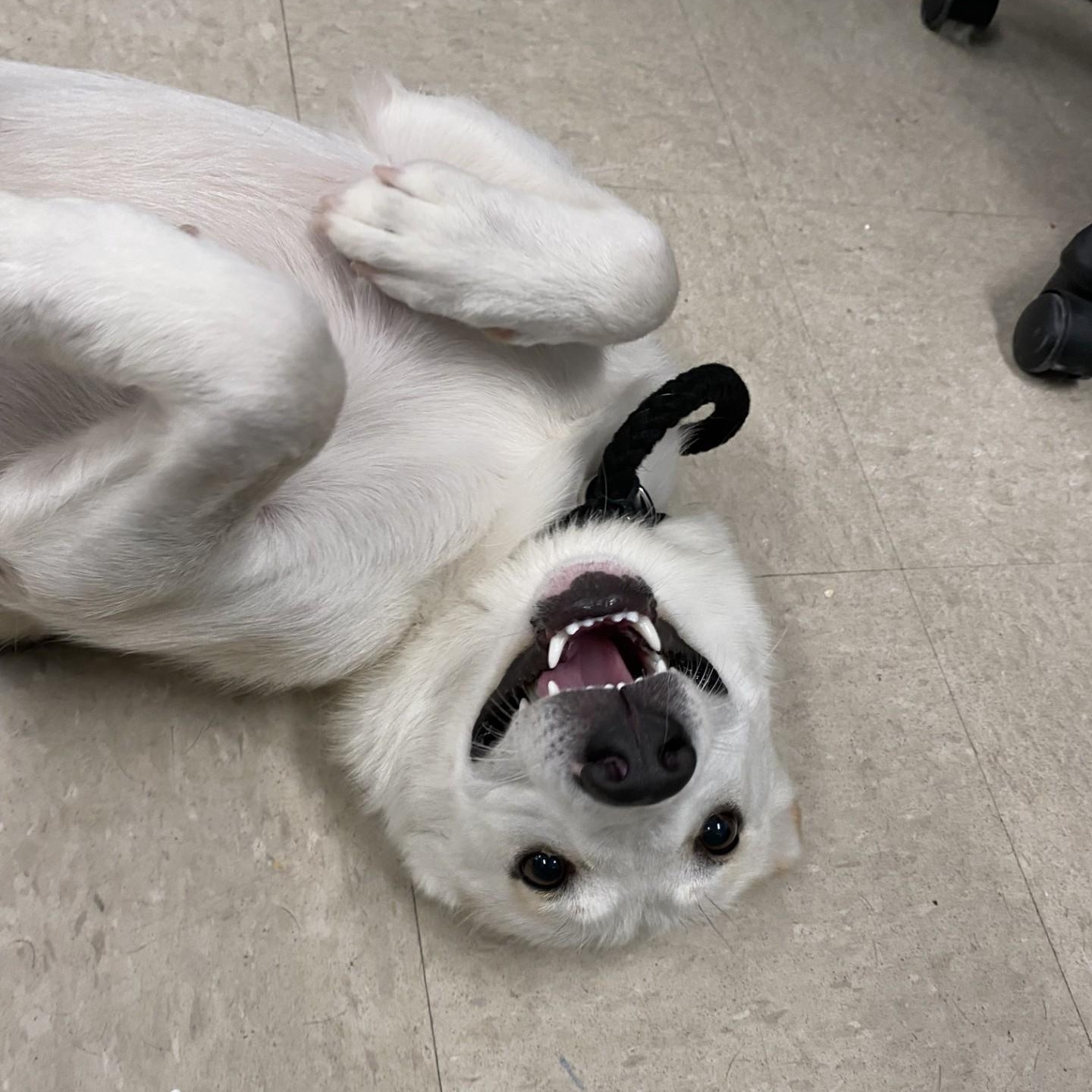 Sienna, an adoptable mixed breed in Winnipeg, MB image 4/4