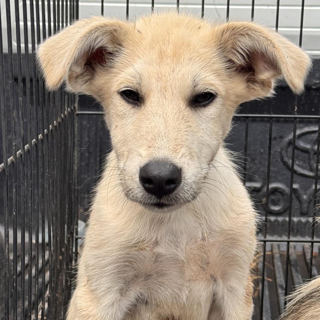 Enlarge Manitoba aka SG Pup 4, a Adoptable mixed breed in Marion, VA image 1/1