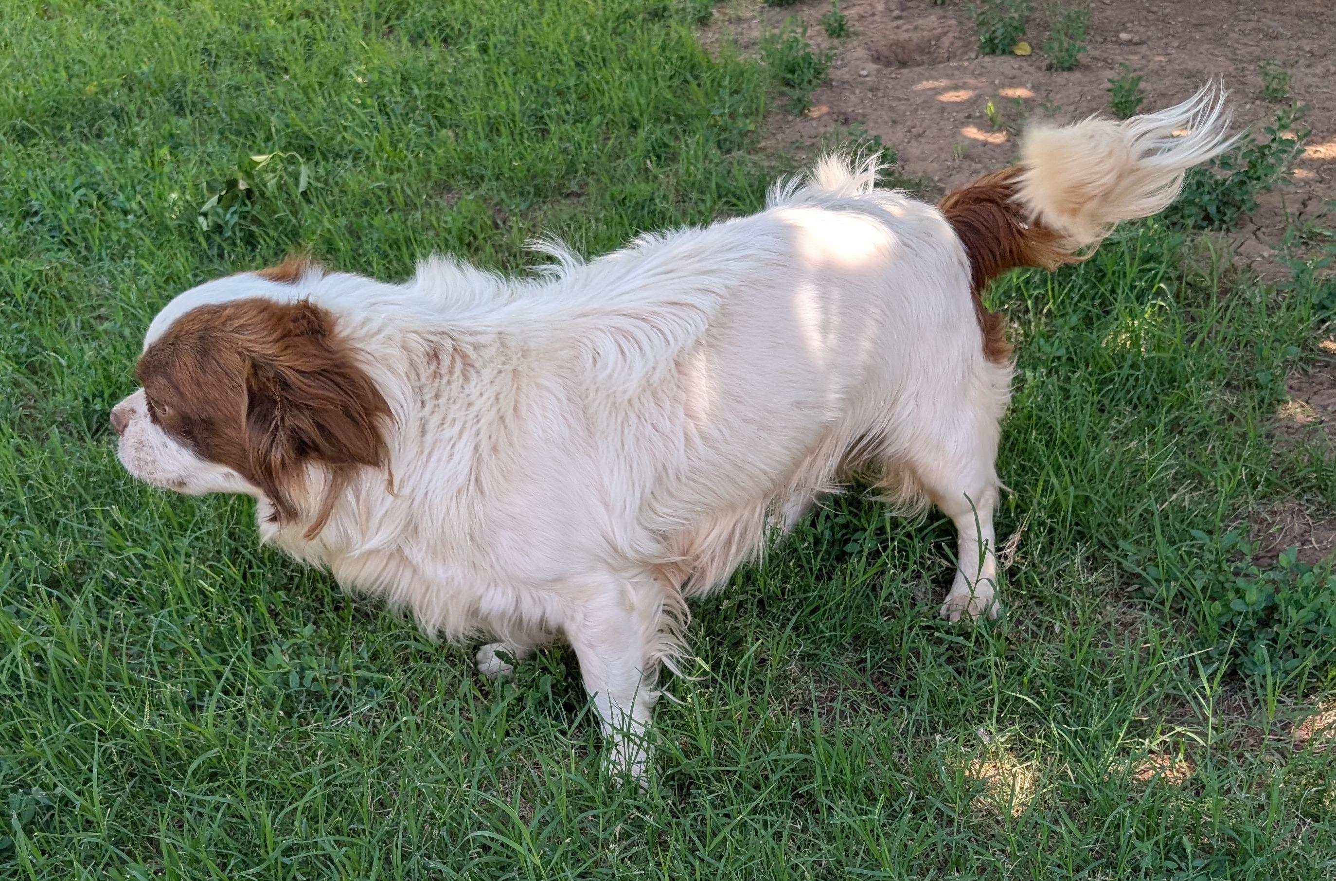 Bongo - Phoenix area, adoptable, Adult Male Shih Tzu.