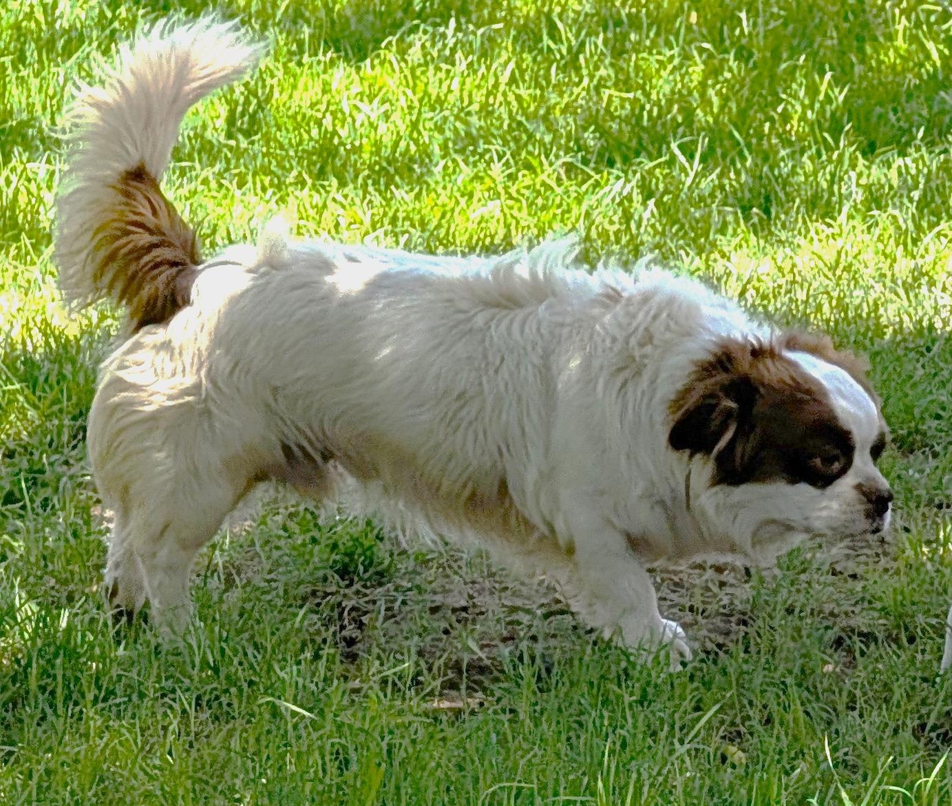 Enlarge Bongo - Phoenix area, an adoptable mixed breed in Mayer, AZ image 2/5