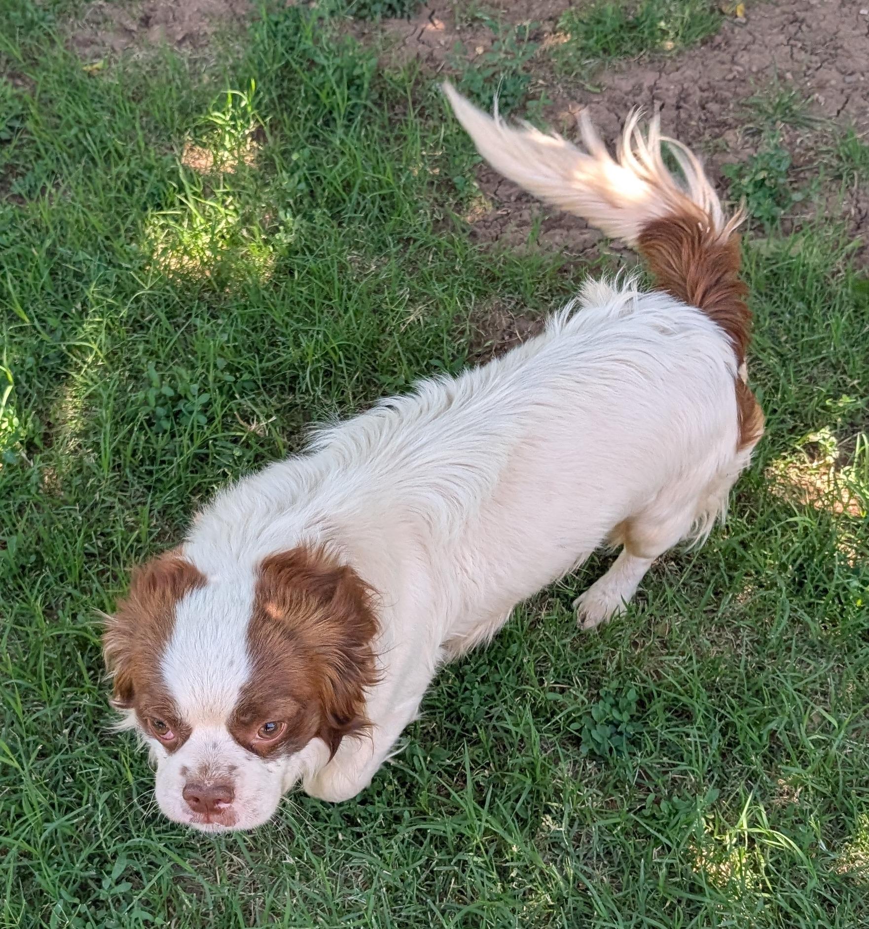 Bongo - Phoenix area, an adoptable Shih Tzu in Mayer, AZ, 86333 | Photo Image 5