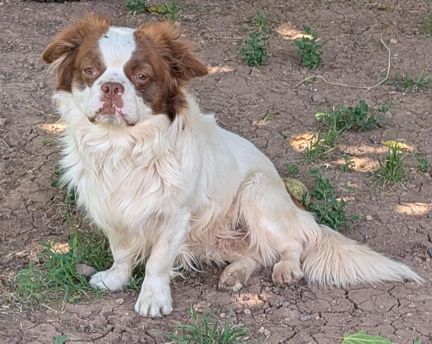Enlarge Bongo - Phoenix area, an adoptable mixed breed in Mayer, AZ image 1/5