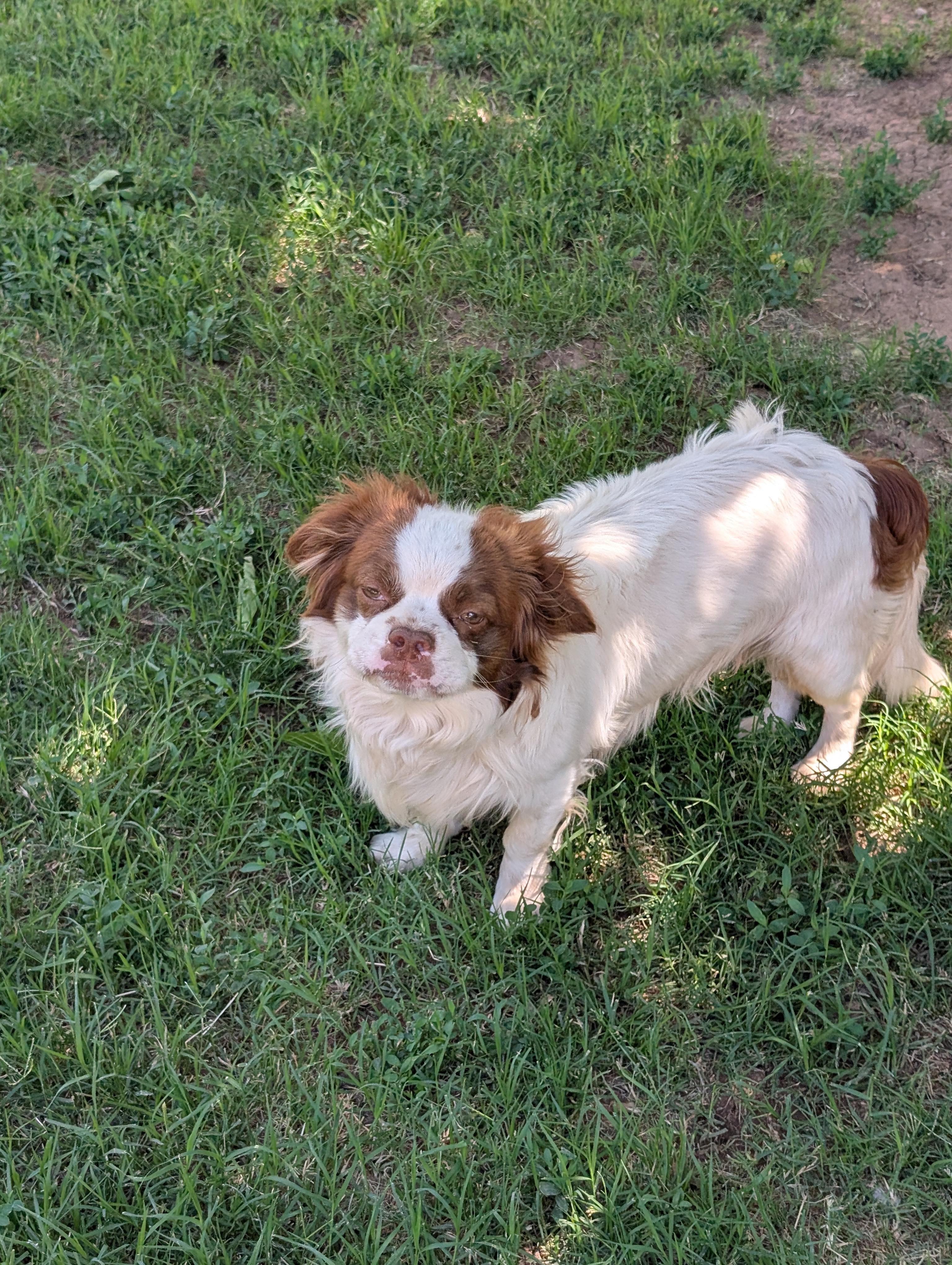 Enlarge Bongo - Phoenix area, an adoptable mixed breed in Mayer, AZ image 4/5