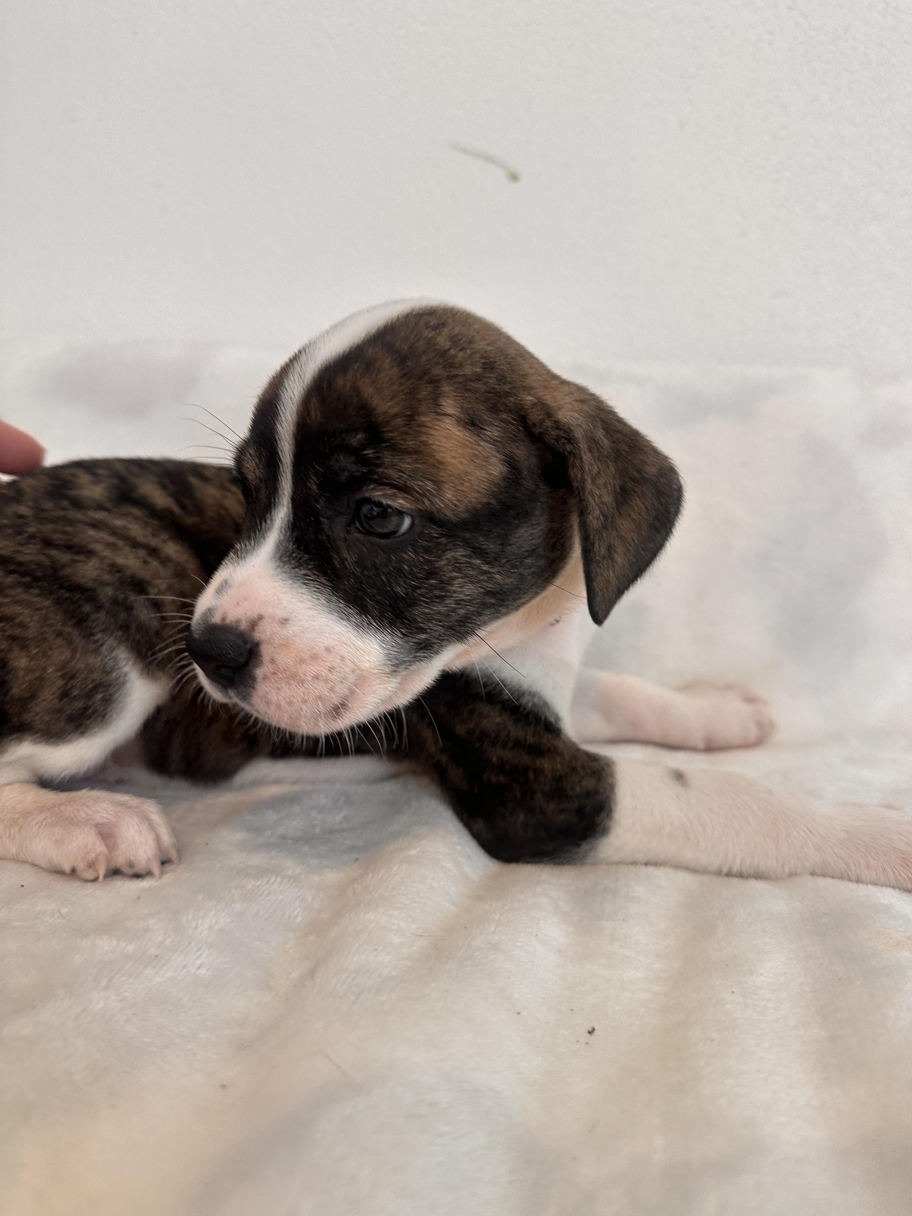 Peep  The Petite thumbnail 5