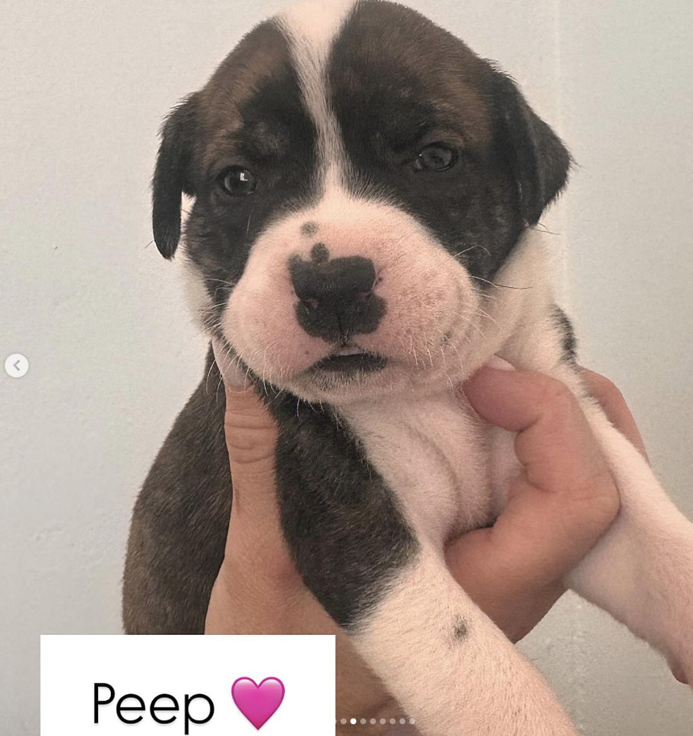 Peep  The Petite thumbnail 4