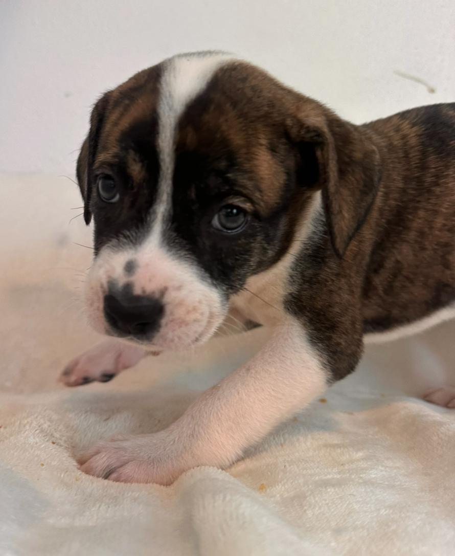 Peep  The Petite thumbnail 2