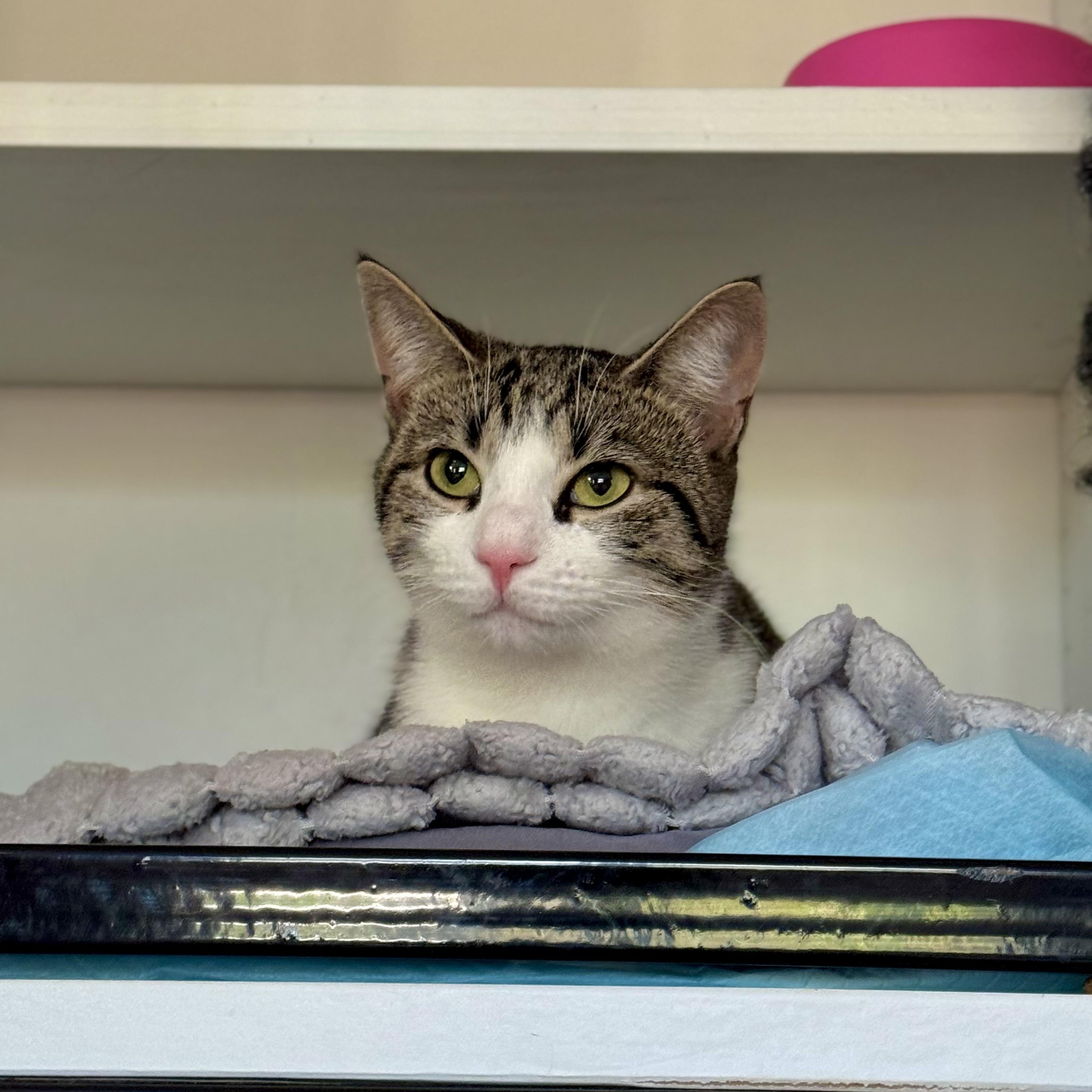 Enlarge Ellie, an adopted Domestic Short Hair in Ramsey, NJ image 3/5