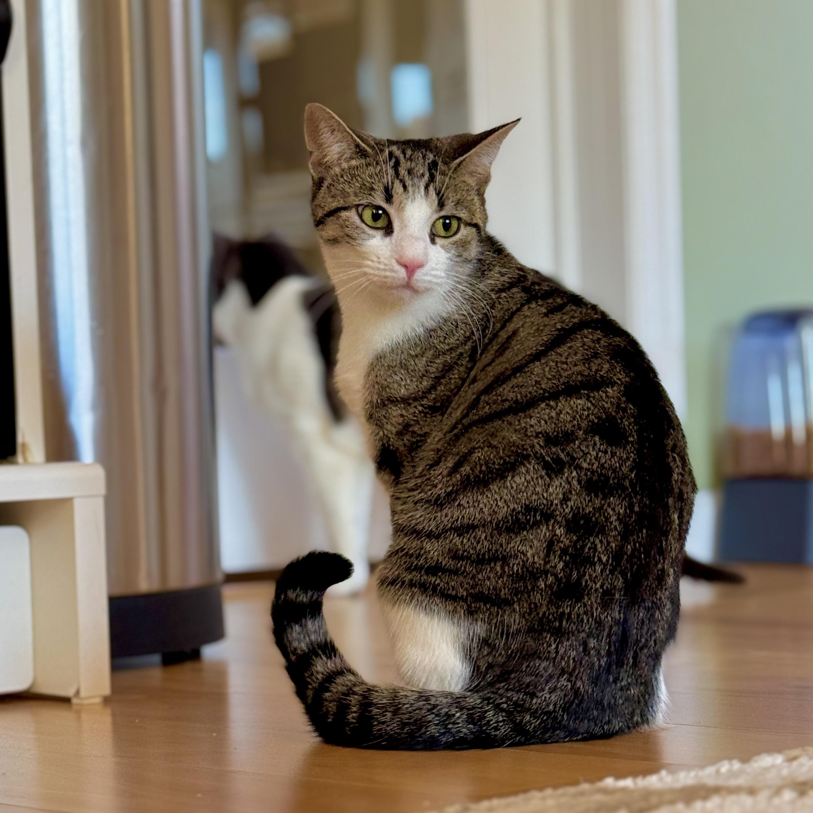 Enlarge Ellie, an adopted Domestic Short Hair in Ramsey, NJ image 1/5