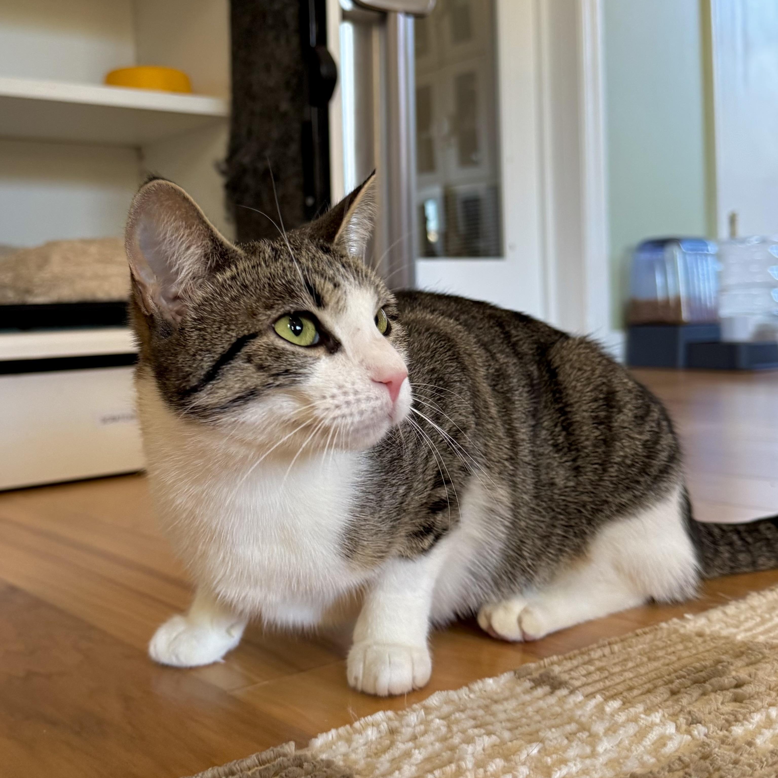 Enlarge Ellie, an adopted Domestic Short Hair in Ramsey, NJ image 2/5