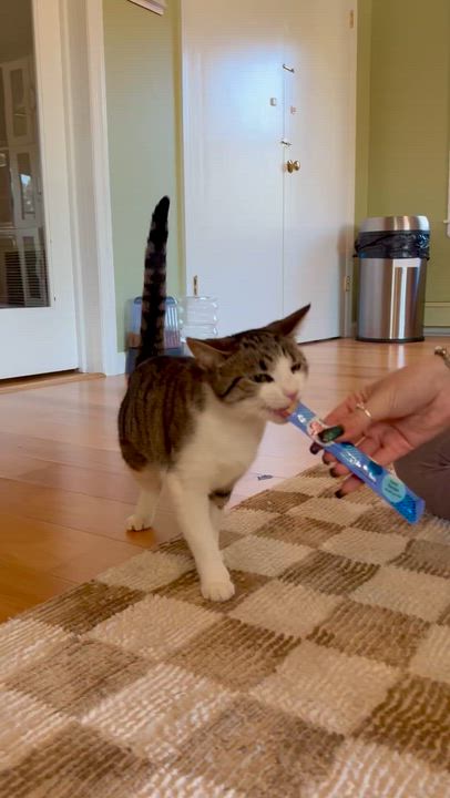 Enlarge Ellie, an adopted Domestic Short Hair in Ramsey, NJ video 5/5