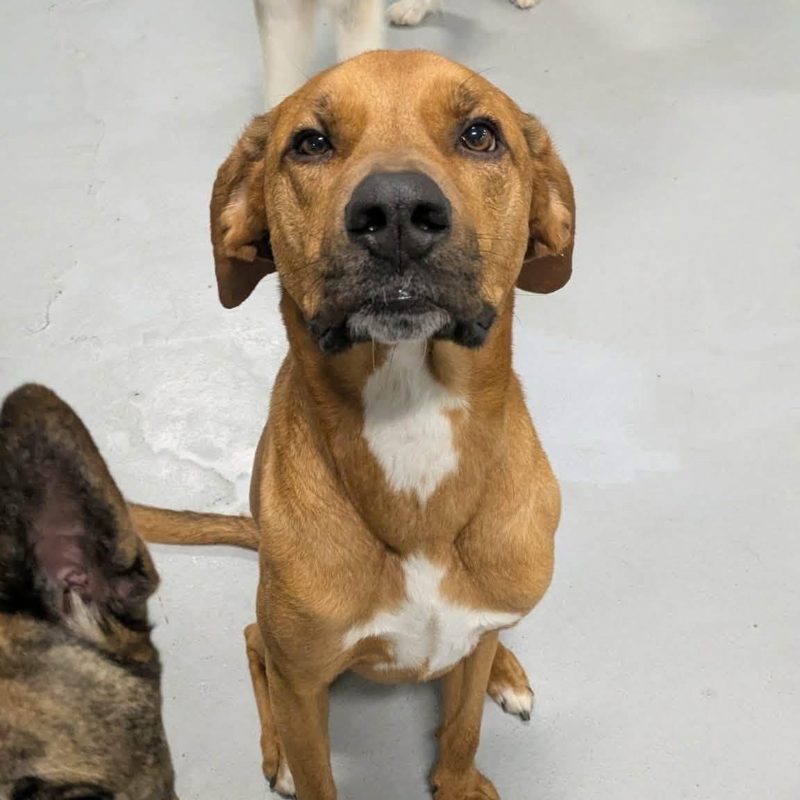 Rascal, a Adoptable Mixed Breed in Penfield, NY image 2/6