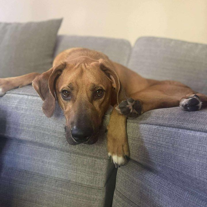 Rascal, Adoptable, Adult Male Mixed Breed.