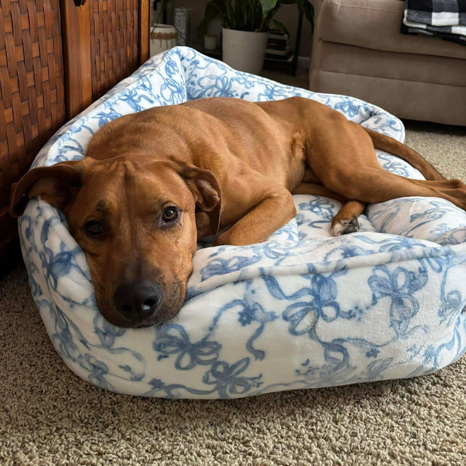 Rascal, a Adoptable Mixed Breed in Penfield, NY image 4/6