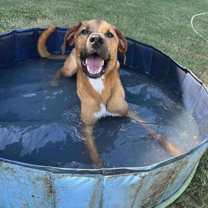 Rascal, a Adoptable Mixed Breed in Penfield, NY image 3/6