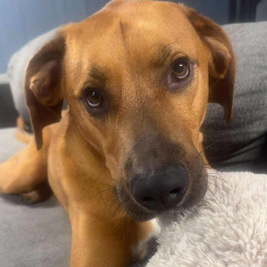 Rascal, a Adoptable Mixed Breed in Penfield, NY image 4/6