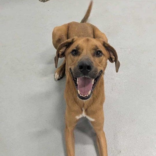 Rascal, a Adoptable Mixed Breed in Penfield, NY image 5/6