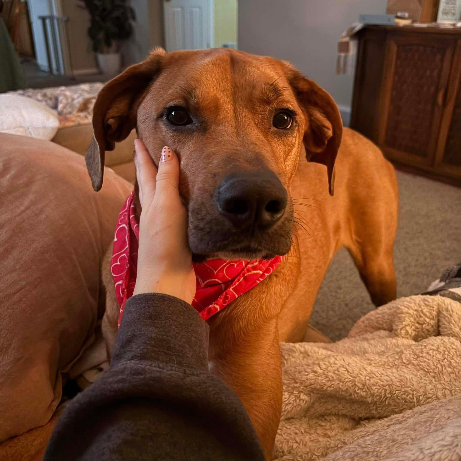 Rascal, a Adoptable Mixed Breed in Penfield, NY image 6/6