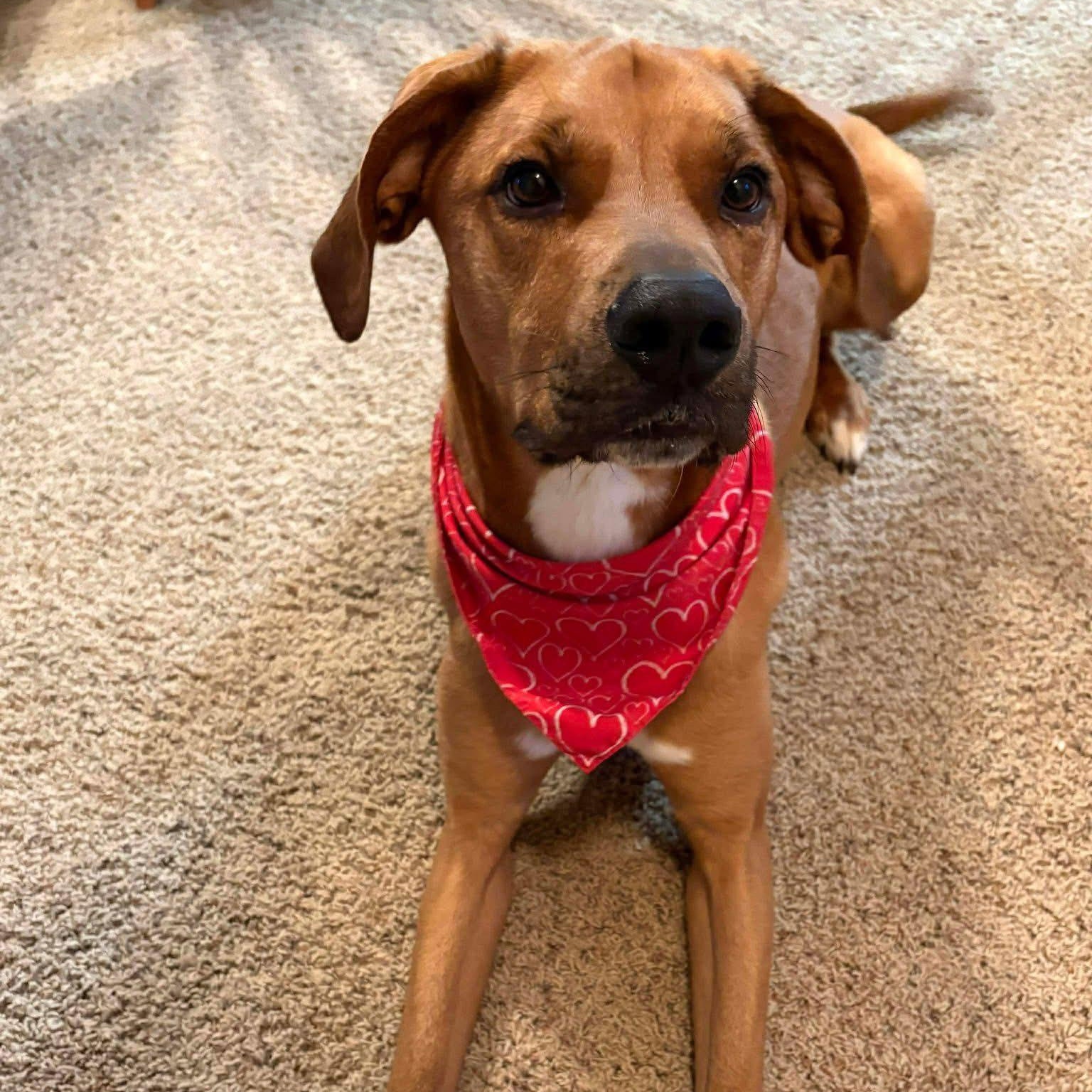 Rascal, Adoptable, Adult Male Mixed Breed.