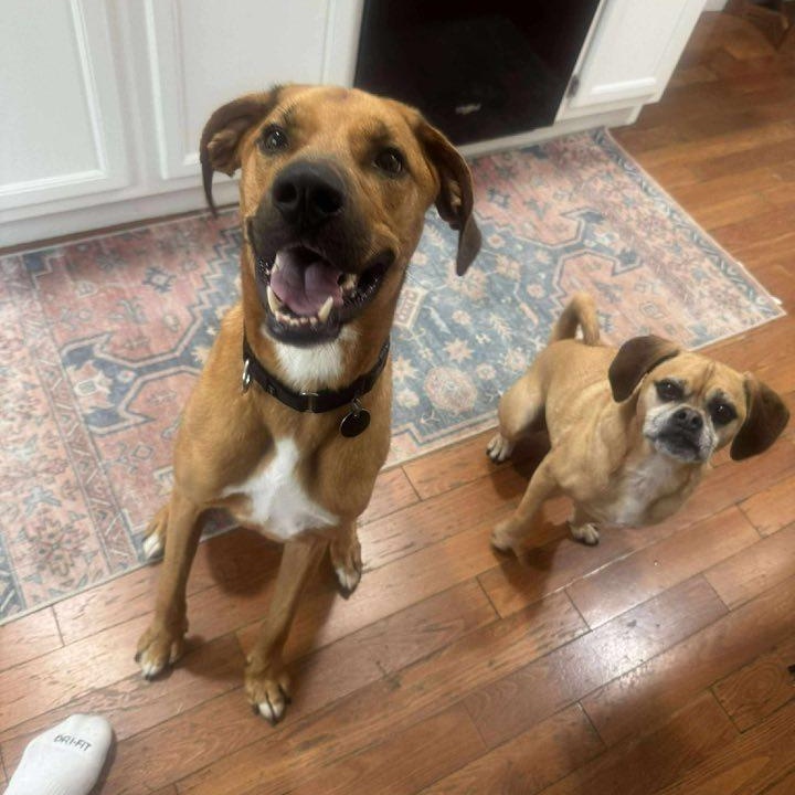 Rascal, a Adoptable Mixed Breed in Penfield, NY image 6/6