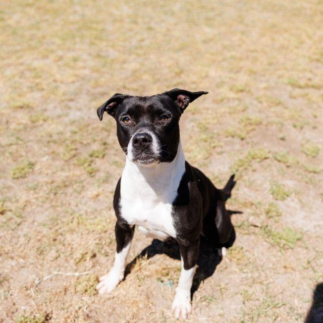 Enlarge Queen, a ADOPTABLE mixed breed in Valdosta, GA image 1/6