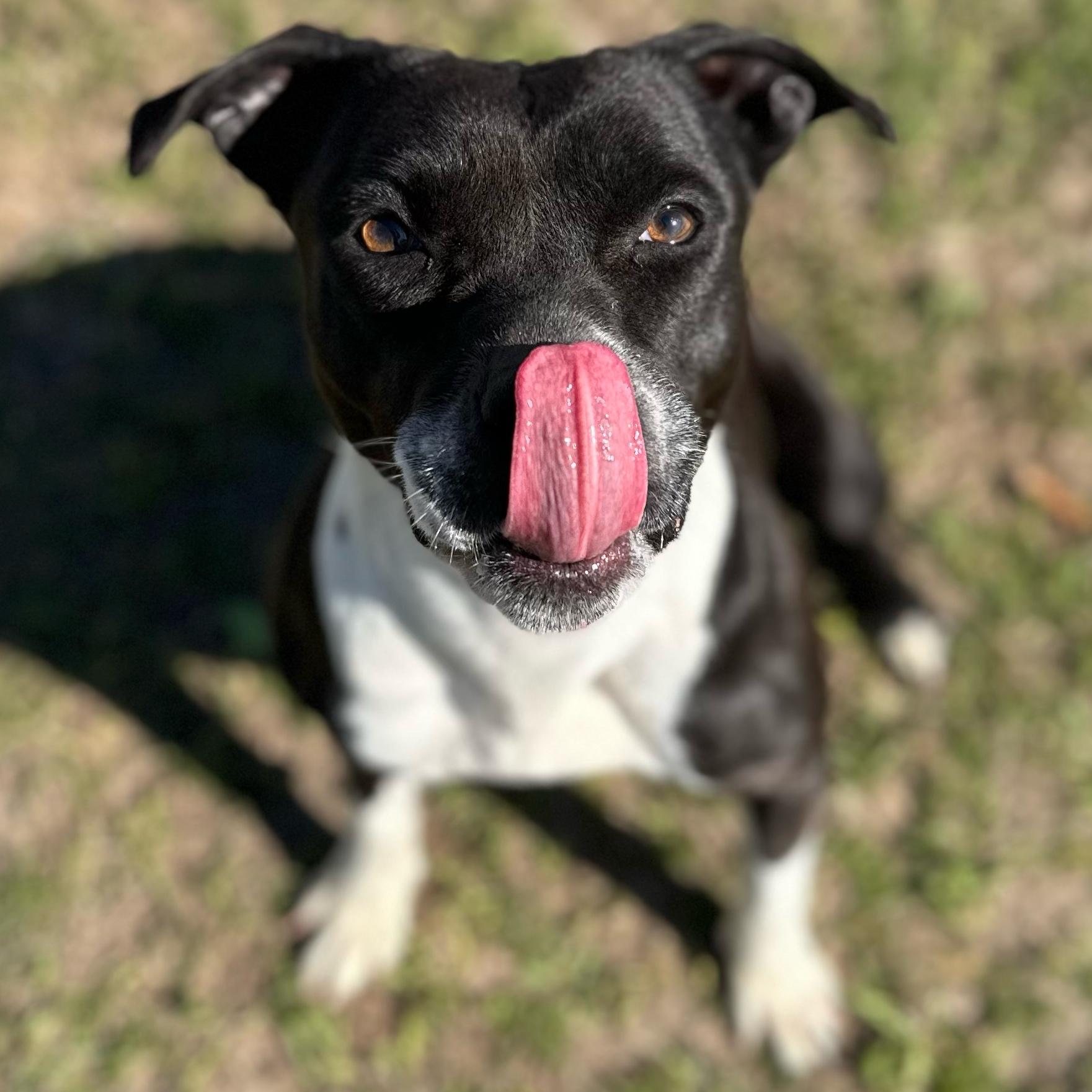 Queen, a ADOPTABLE mixed breed in Valdosta, GA image 5/6