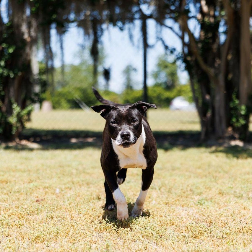 Enlarge Queen, a ADOPTABLE mixed breed in Valdosta, GA image 6/6