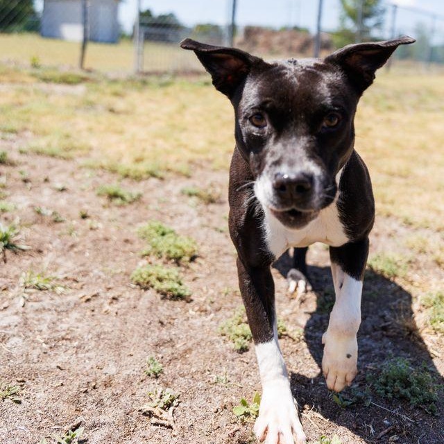 Enlarge Queen, a ADOPTABLE mixed breed in Valdosta, GA image 5/6