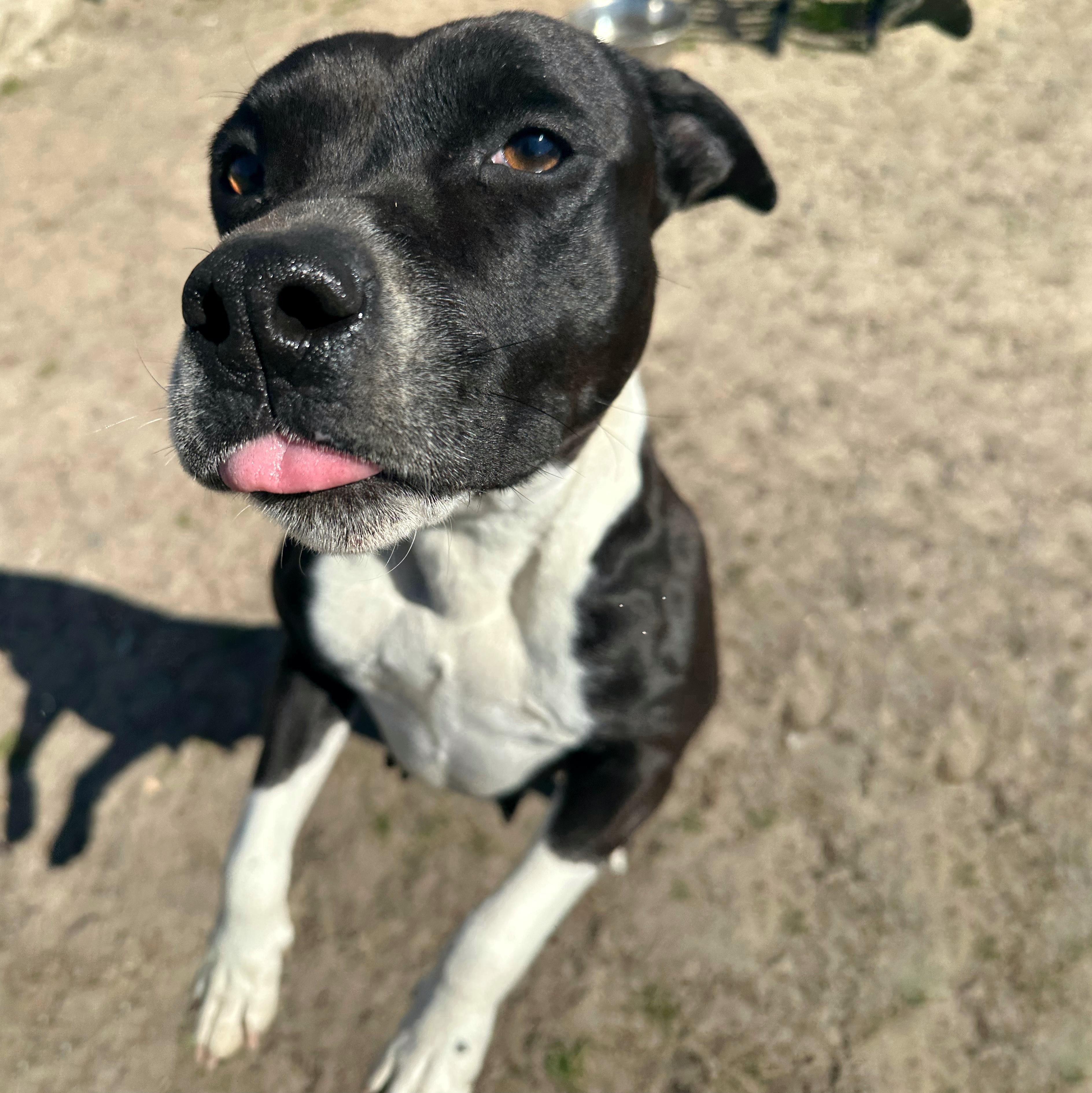 Queen, a ADOPTABLE mixed breed in Valdosta, GA image 3/3