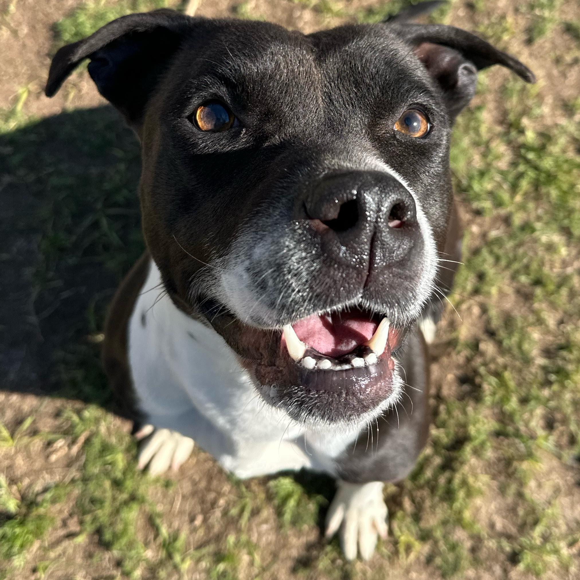 Queen, ADOPTABLE, Young Female Pit Bull Terrier.